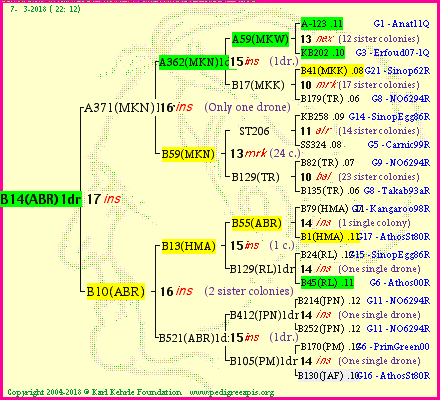 Pedigree of B14(ABR)1dr :
four generations presented