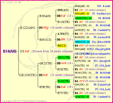 Pedigree of B14(AH) :
four generations presented