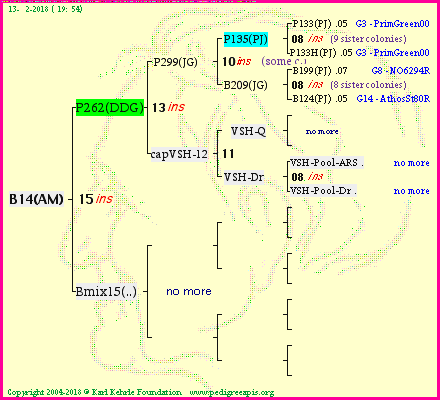 Pedigree of B14(AM) :
four generations presented