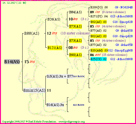 Pedigree of B14(AS) :
four generations presented