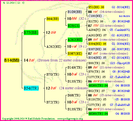 Pedigree of B14(BB) :
four generations presented