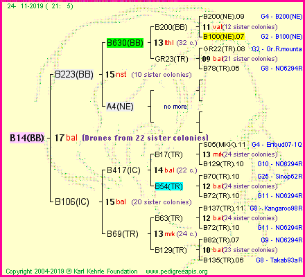 Pedigree of B14(BB) :
four generations presented
it's temporarily unavailable, sorry!