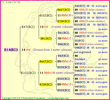 Pedigree of B14(BCI) :
four generations presented