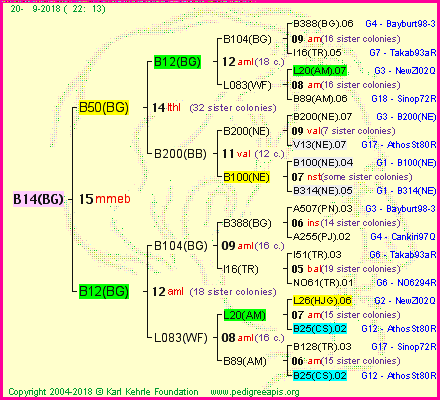 Pedigree of B14(BG) :
four generations presented<br />it's temporarily unavailable, sorry!