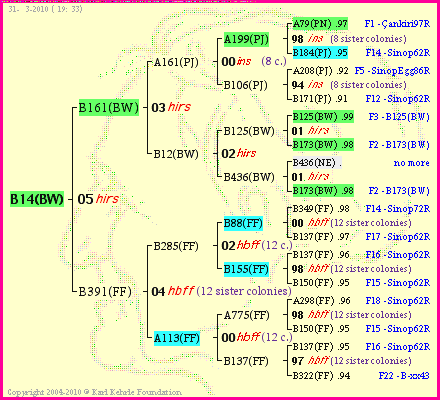 Pedigree of B14(BW) :
four generations presented