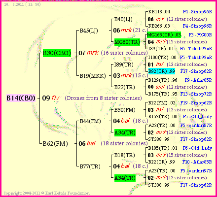 Pedigree of B14(CBO) :
four generations presented