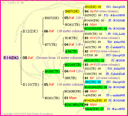 Pedigree of B14(DK) :
four generations presented