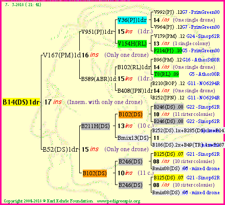 Pedigree of B14(DS)1dr :
four generations presented