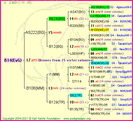 Pedigree of B14(EvG) :
four generations presented
it's temporarily unavailable, sorry!