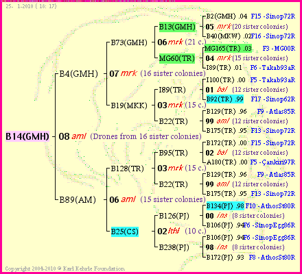 Pedigree of B14(GMH) :
four generations presented