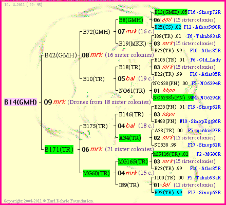 Pedigree of B14(GMH) :
four generations presented