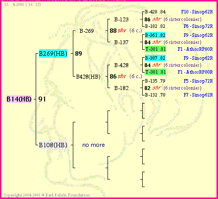 Pedigree of B14(HB) :
four generations presented