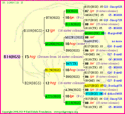 Pedigree of B14(HGS) :
four generations presented