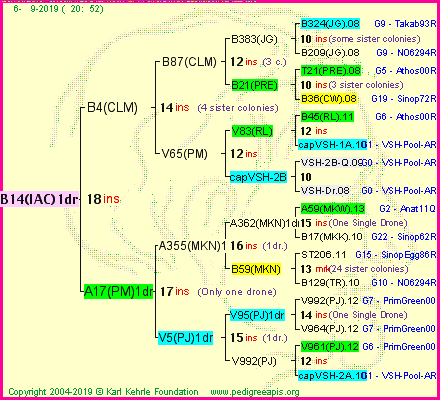 Pedigree of B14(IAC)1dr :
four generations presented<br />it's temporarily unavailable, sorry!