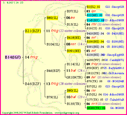 Pedigree of B14(IGF) :
four generations presented