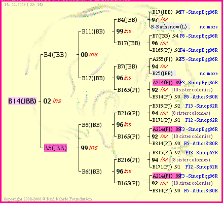 Pedigree of B14(JBB) :
four generations presented