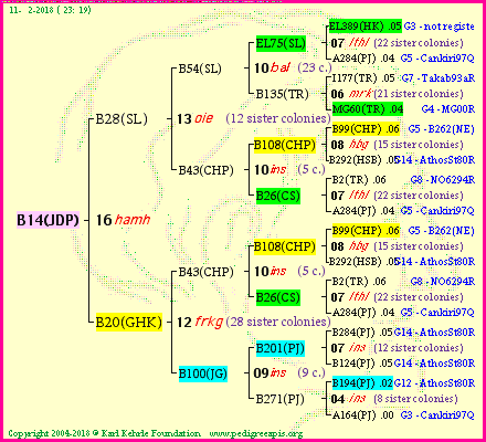 Pedigree of B14(JDP) :
four generations presented
it's temporarily unavailable, sorry!