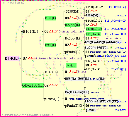 Pedigree of B14(JL) :
four generations presented