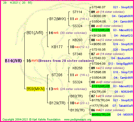 Pedigree of B14(JVR) :
four generations presented
it's temporarily unavailable, sorry!