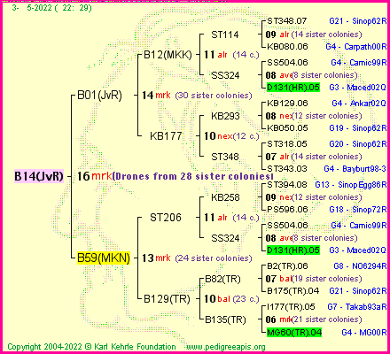 Pedigree of B14(JvR) :
four generations presented
it's temporarily unavailable, sorry!