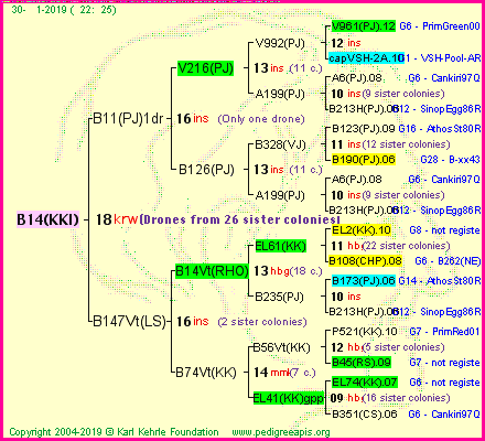 Pedigree of B14(KKI) :
four generations presented<br />it's temporarily unavailable, sorry!