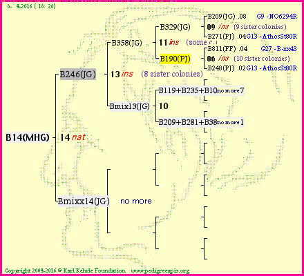 Pedigree of B14(MHG) :
four generations presented<br />it's temporarily unavailable, sorry!