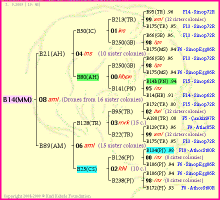 Pedigree of B14(MM) :
four generations presented