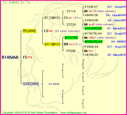 Pedigree of B14(MM) :
four generations presented