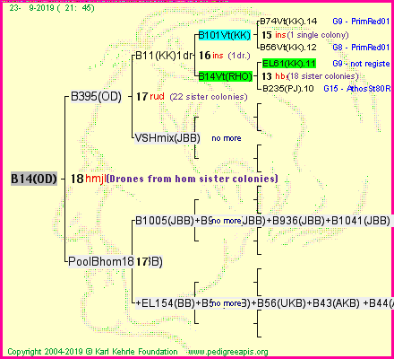 Pedigree of B14(OD) :
four generations presented<br />it's temporarily unavailable, sorry!