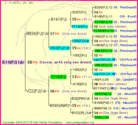 Pedigree of B14(PJ)1dr :
four generations presented
it's temporarily unavailable, sorry!