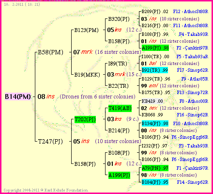 Pedigree of B14(PM) :
four generations presented