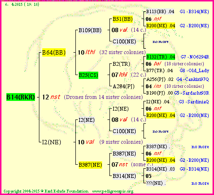 Pedigree of B14(RKR) :
four generations presented