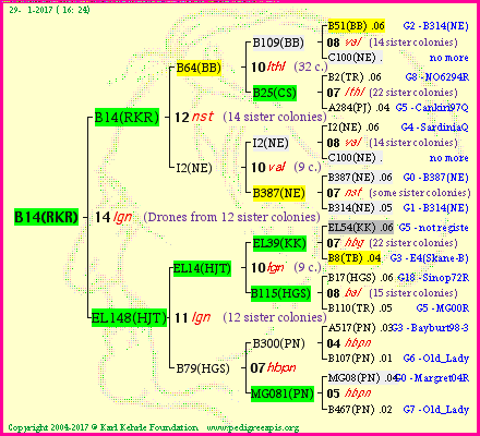 Pedigree of B14(RKR) :
four generations presented