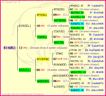 Pedigree of B14(RL) :
four generations presented