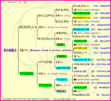 Pedigree of B14(RL) :
four generations presented<br />it's temporarily unavailable, sorry!