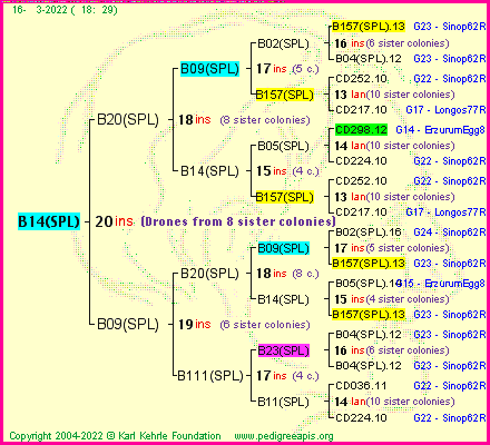 Pedigree of B14(SPL) :
four generations presented
it's temporarily unavailable, sorry!