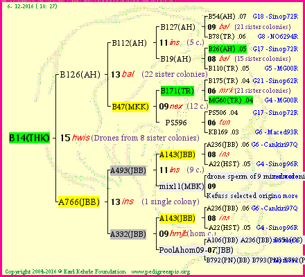 Pedigree of B14(THK) :
four generations presented