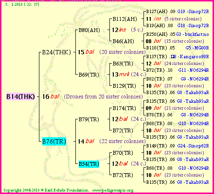 Pedigree of B14(THK) :
four generations presented