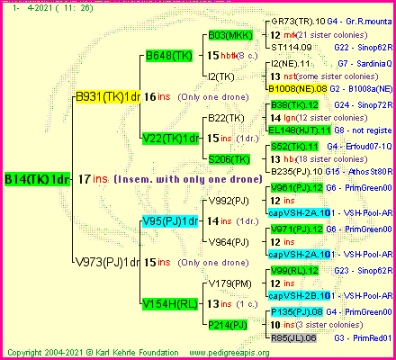 Pedigree of B14(TK)1dr :
four generations presented
it's temporarily unavailable, sorry!