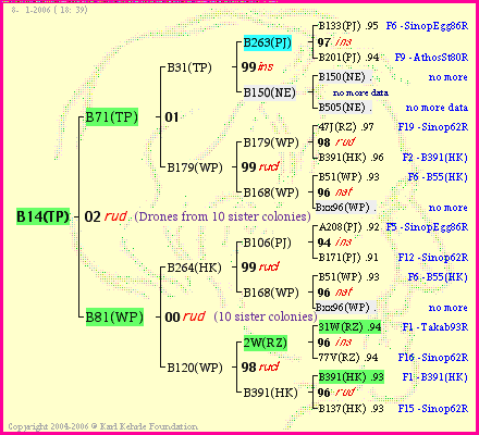 Pedigree of B14(TP) :
four generations presented