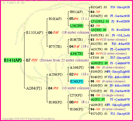 Pedigree of B141(AP) :
four generations presented