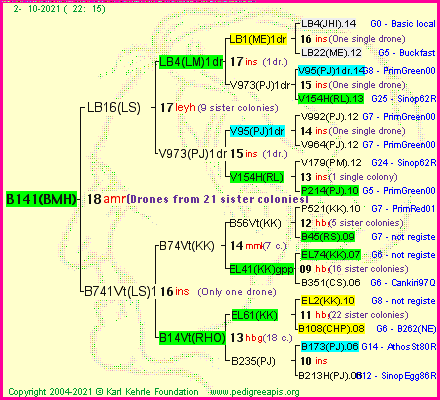 Pedigree of B141(BMH) :
four generations presented
it's temporarily unavailable, sorry!