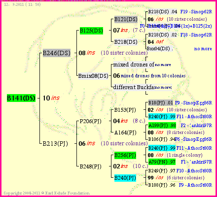 Pedigree of B141(DS) :
four generations presented