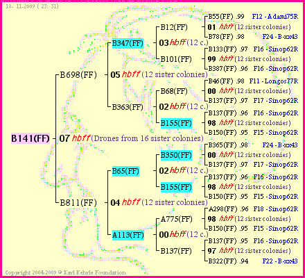 Pedigree of B141(FF) :
four generations presented