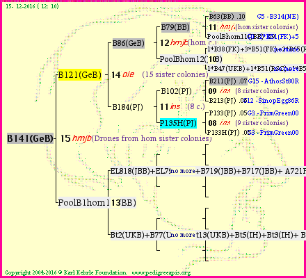 Pedigree of B141(GeB) :
four generations presented