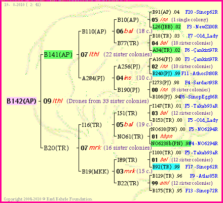 Pedigree of B142(AP) :
four generations presented