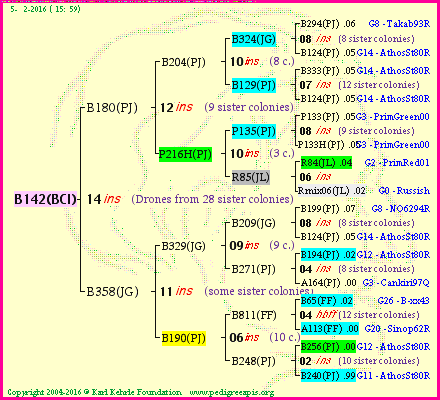 Pedigree of B142(BCI) :
four generations presented