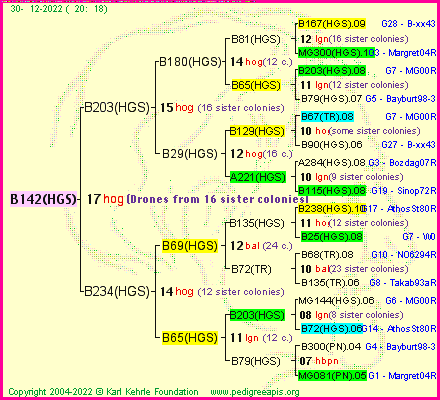 Pedigree of B142(HGS) :
four generations presented
it's temporarily unavailable, sorry!