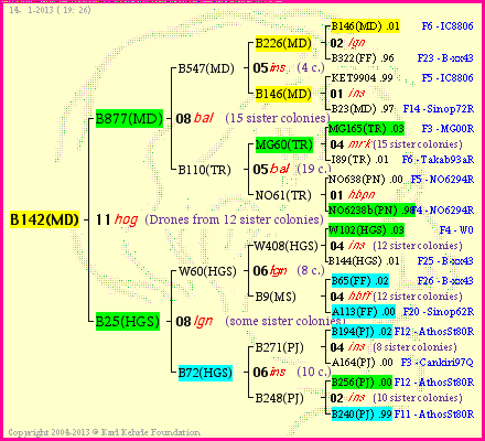 Pedigree of B142(MD) :
four generations presented