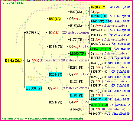 Pedigree of B142(SL) :
four generations presented